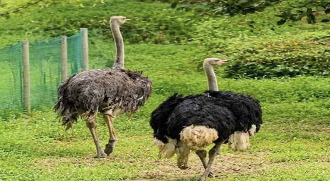 ১৩৪ কোটি টাকার উটপাখি গবেষণা প্রকল্পে আনা ২২টির মধ্যে ১৫টি জবাই
