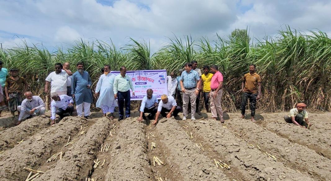 ঠাকুরগাঁওয়ে ২০২৬-২৭ মৌসুমের আখ রোপণ কার্যক্রম শুরু